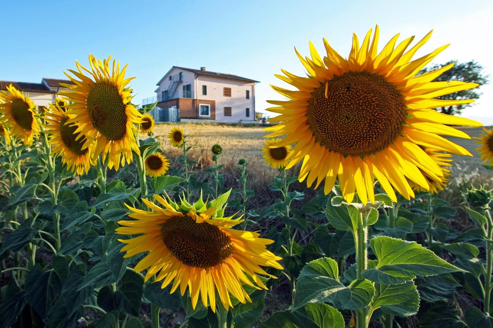 몬테카스트릴리 La Collina Del Girasole 빌라 외부 사진